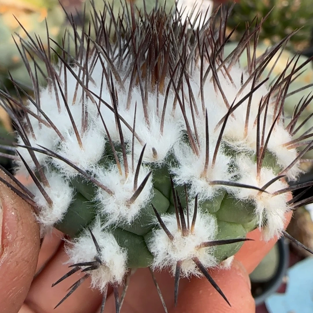 无花朵落地输入黄花菊水无根