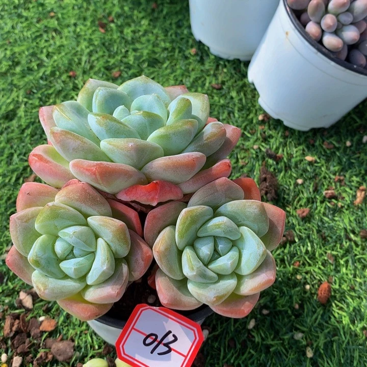 013冰玉。