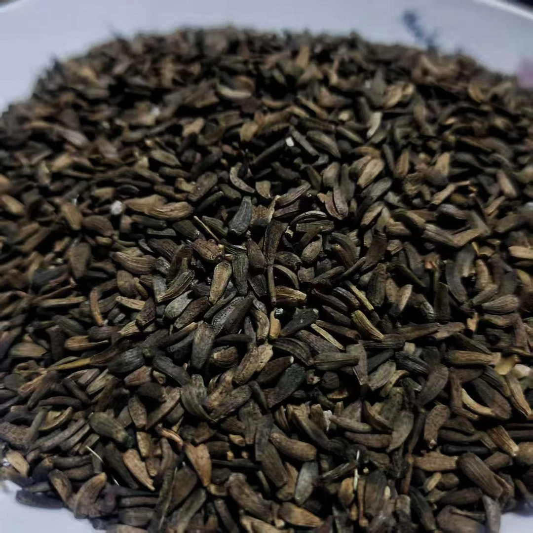 甘肃岷县野外采摘野生牛蒡籽