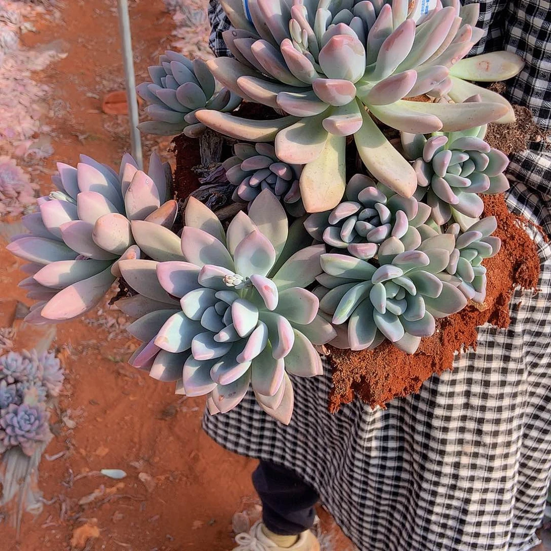 一物一拍多肉地载奥普112