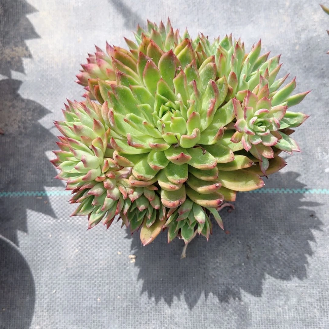 红东云群生多肉植物特价