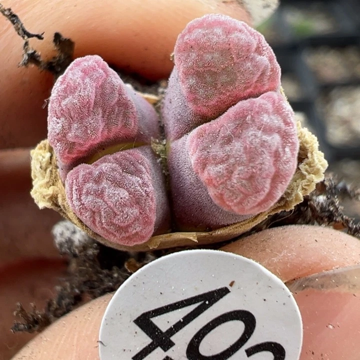 1493号1111111111111111