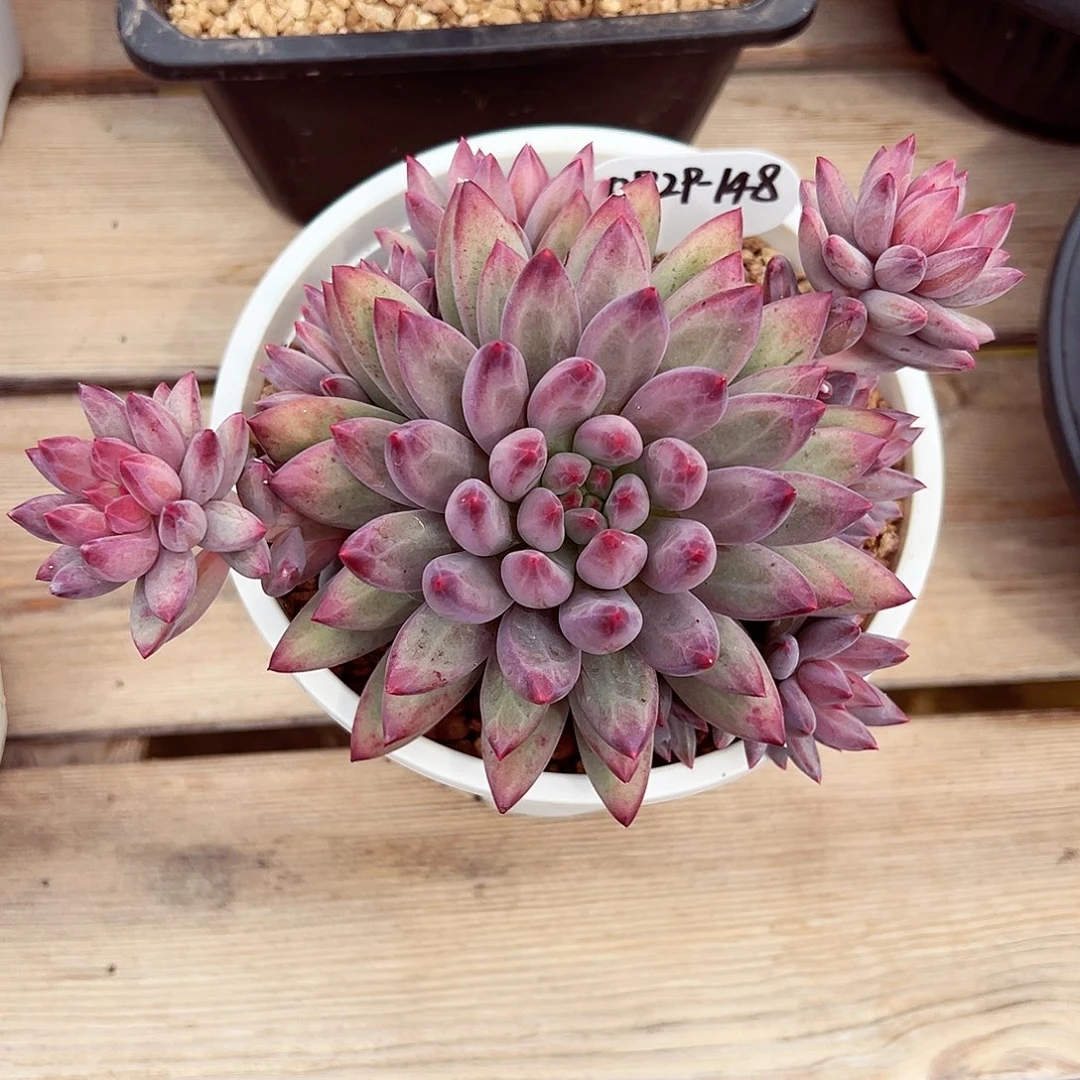 0929-148虞美人群。。。