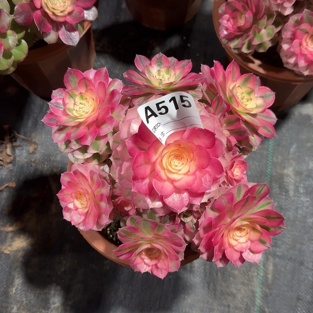 倾城多肉法师a515