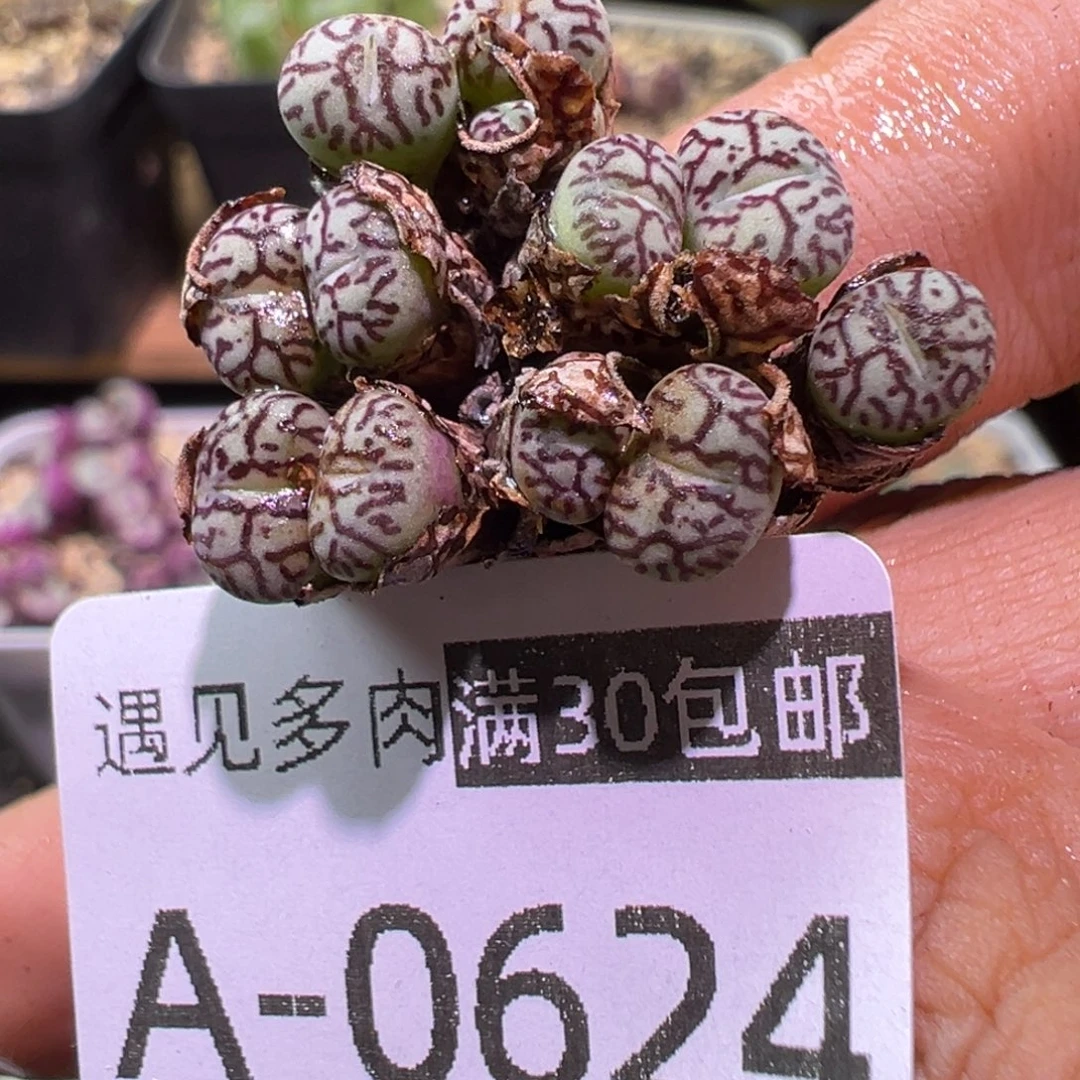 多肉植物111111111111