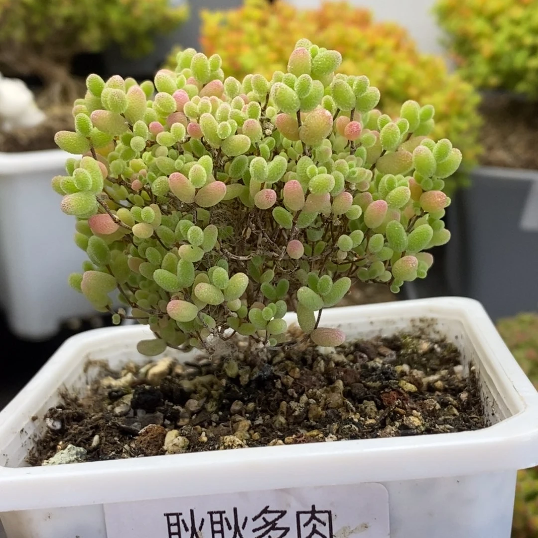 ?****✨111号优选蜜橘糖球多肉