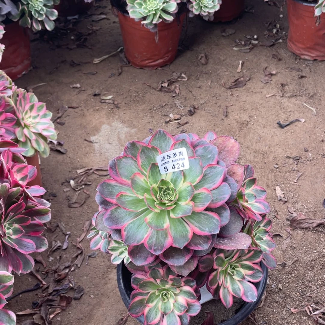 424纳福多肉法师断枝不包