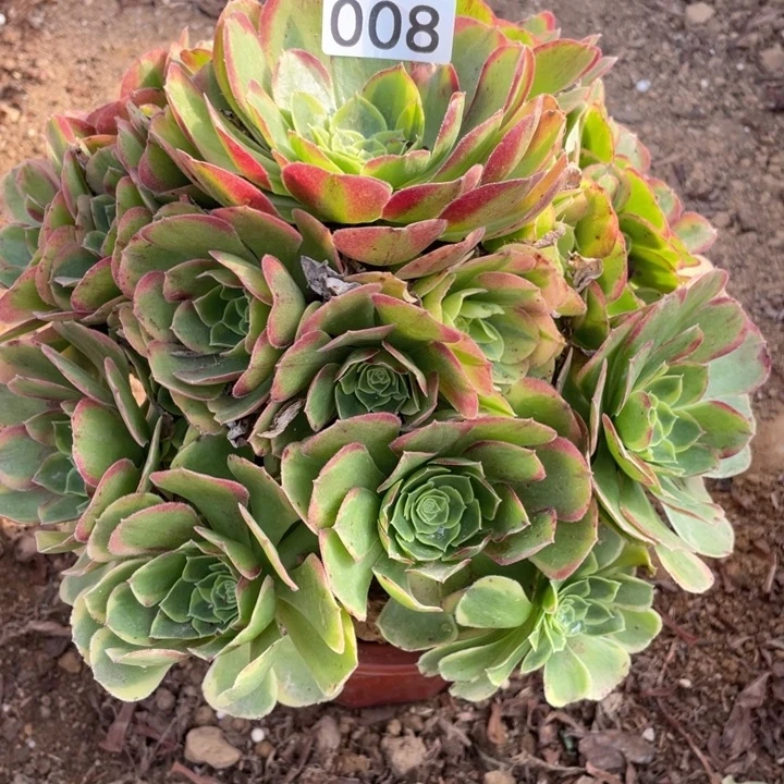 无花朵008多肉植物奶白