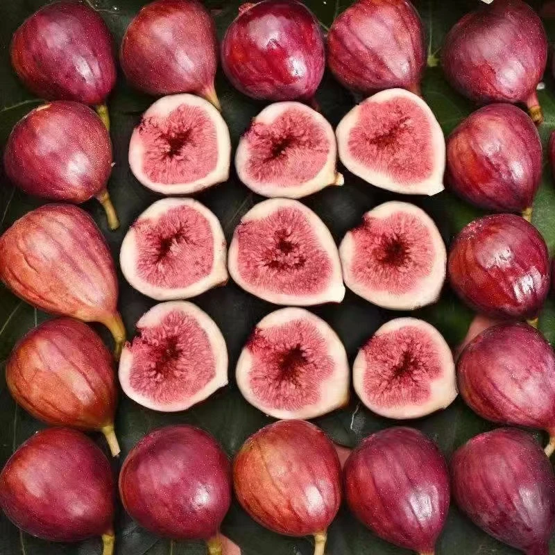 四川波姬红新鲜无花果当季现摘红皮新鲜水果孕妇水果非无花果干