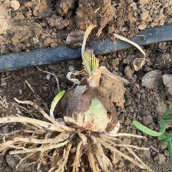 琴*花瓣衬裙七左右有标包对版