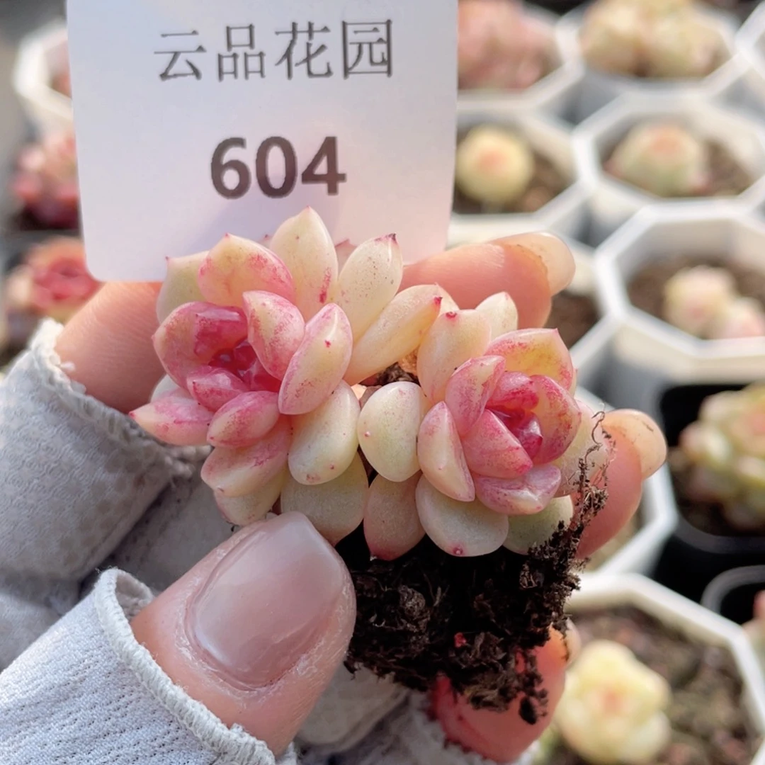 萝**嗦604号糖心冰心珍妮