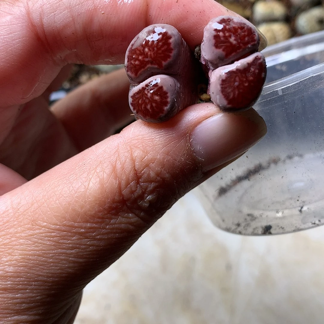 A482多肉植物保护