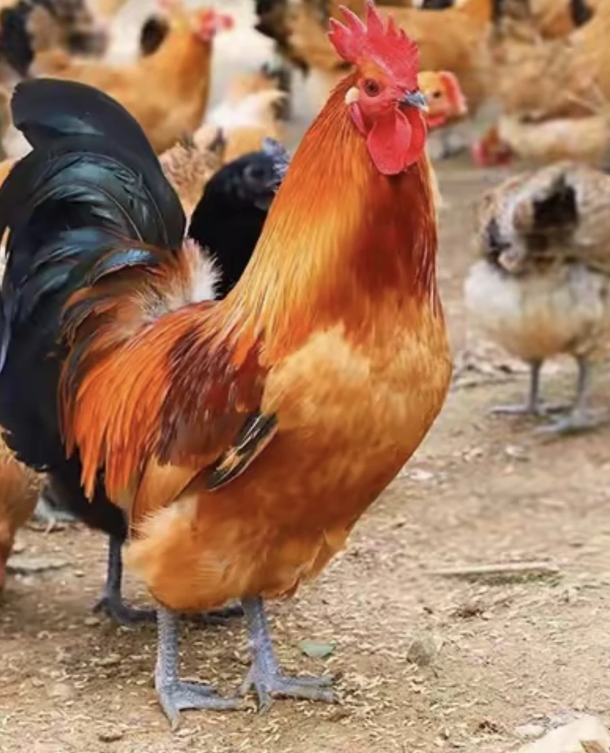 散养土公鸡黑脚农家新鲜肉质紧实约4斤