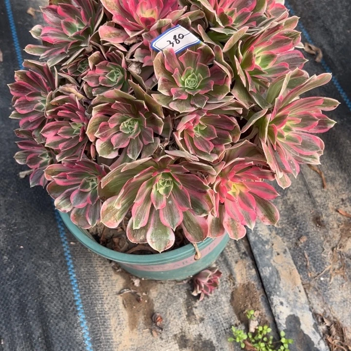 380男神多肉植物法师