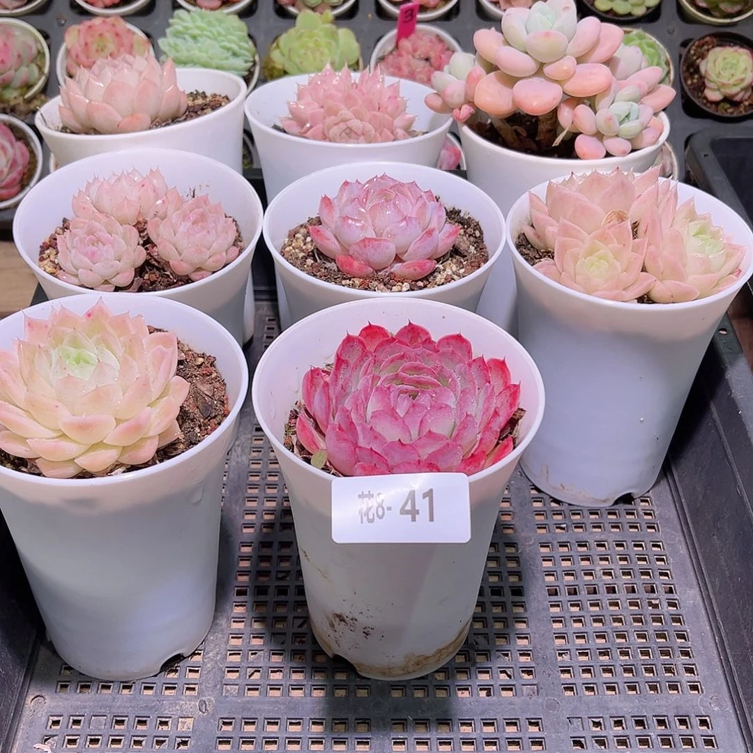 花利美8-41框拍8颗