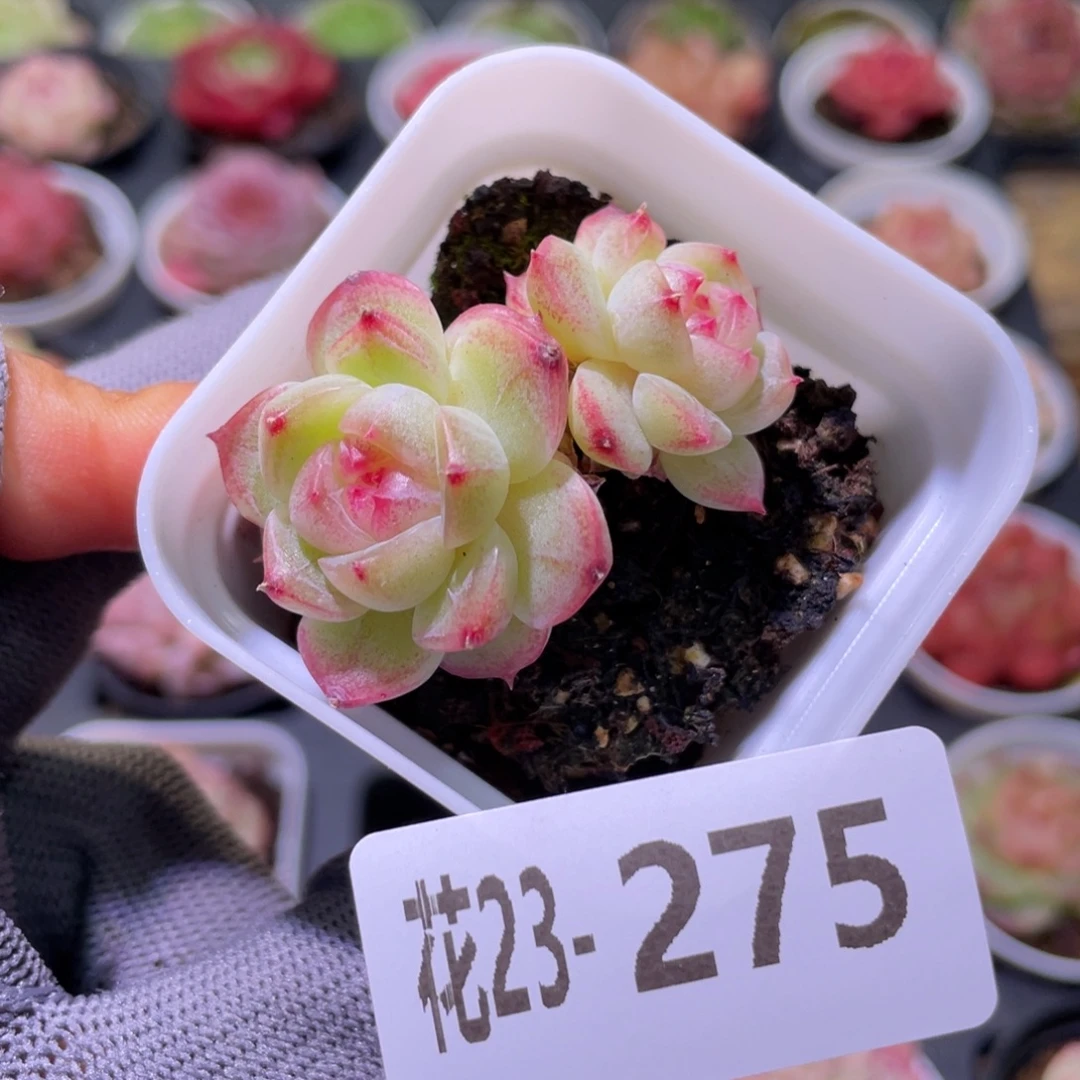 花利美23-275新品珍妮