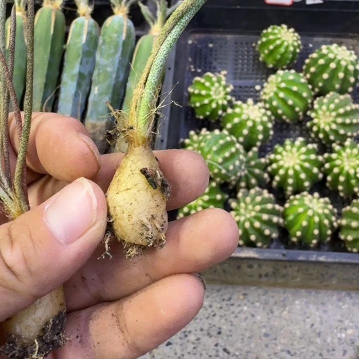 实生美杜莎2公分左右掉枝条无售后