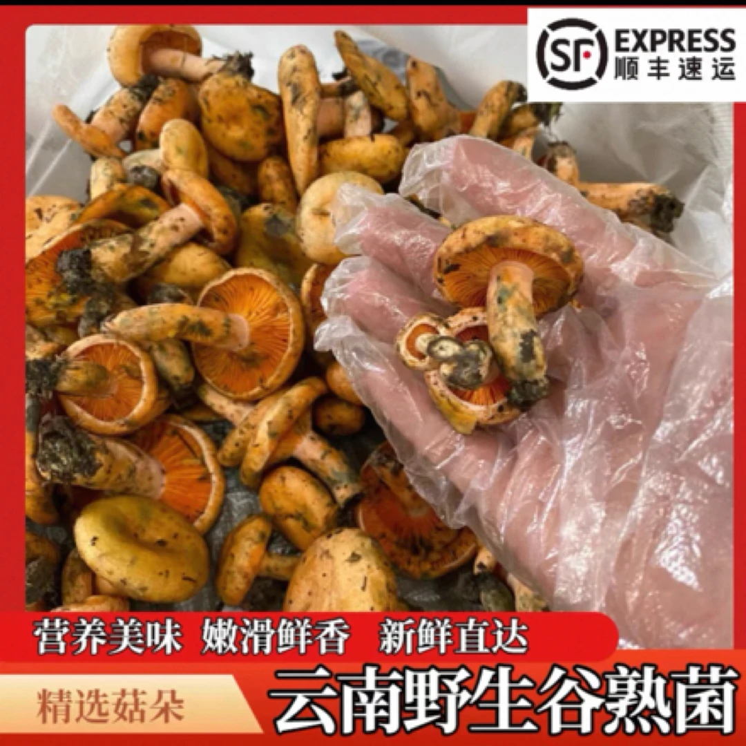 云南野生新鲜谷熟菌（煲汤、炒辣椒、爆炒)