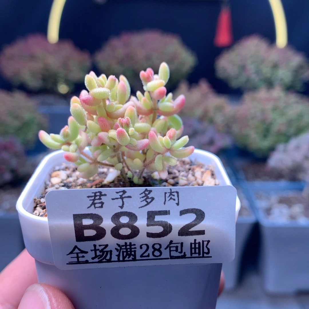 852红宝石锦。