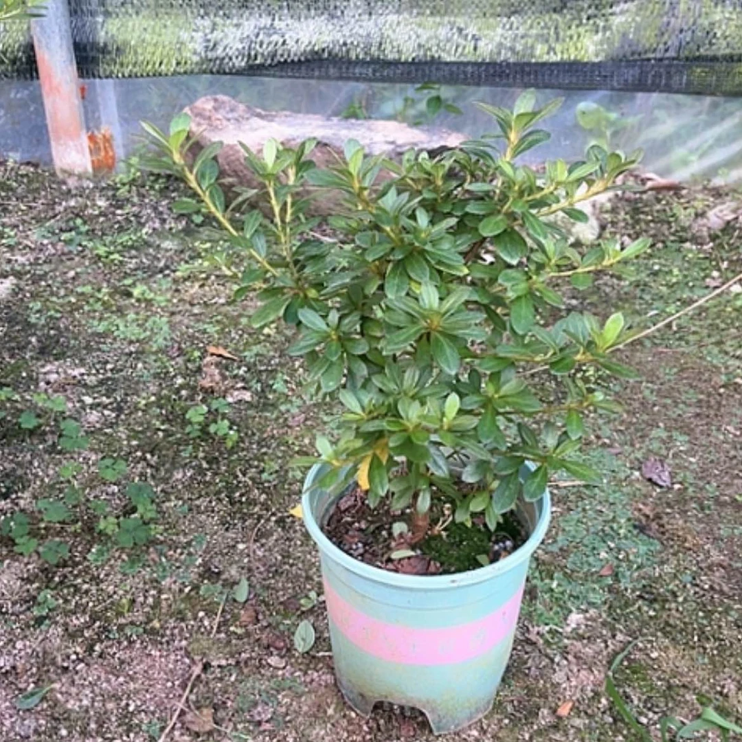 【闪购商品】完全开放鸨羽惠比须