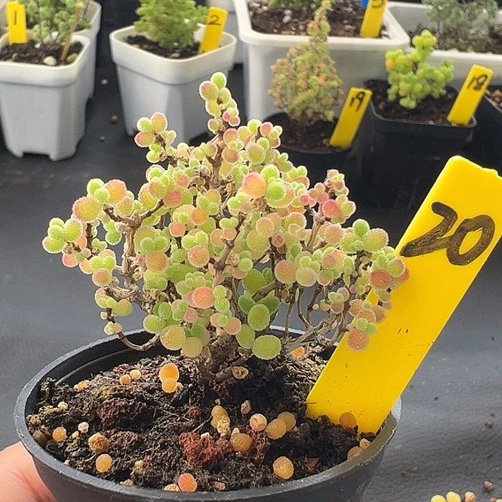 20号榕树型彩色蜜橘