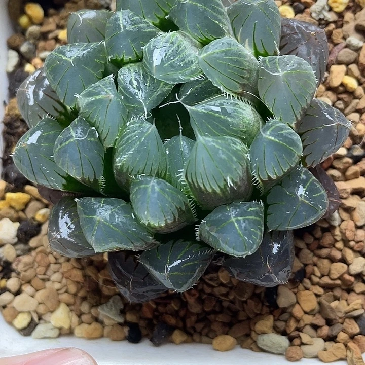 15  实生玉露十二卷多肉