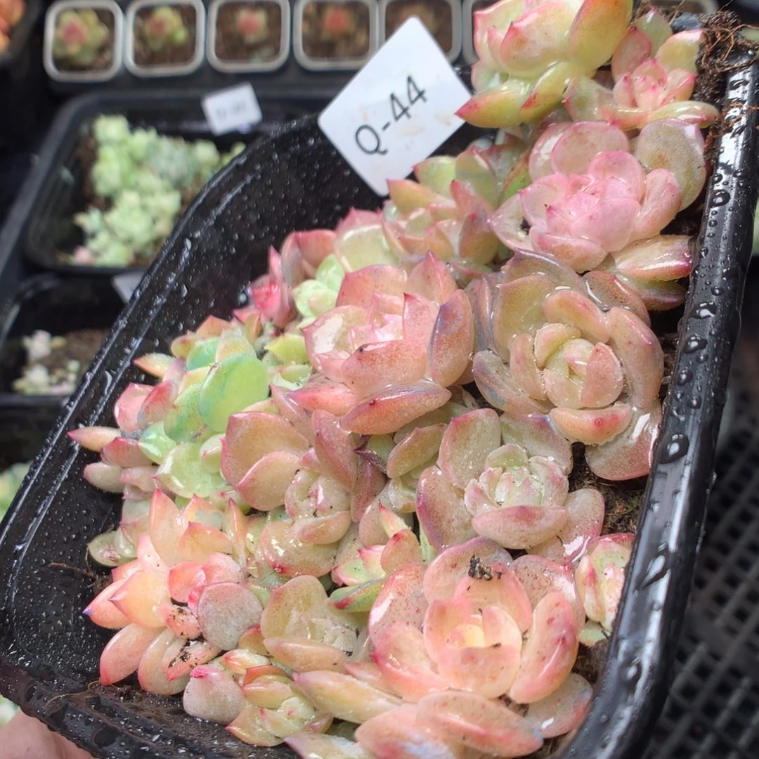 全部花朵Q44。yyyyyyy