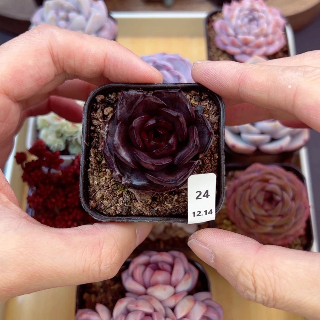 好好看24、哈哈哈哈