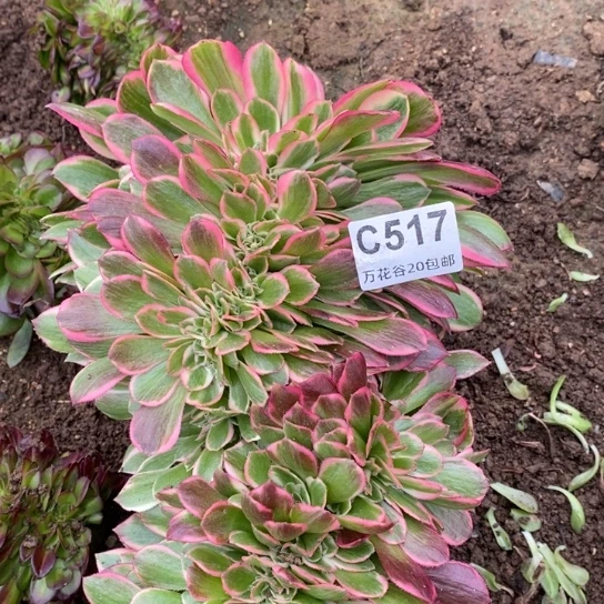 517女郎缀多肉植物