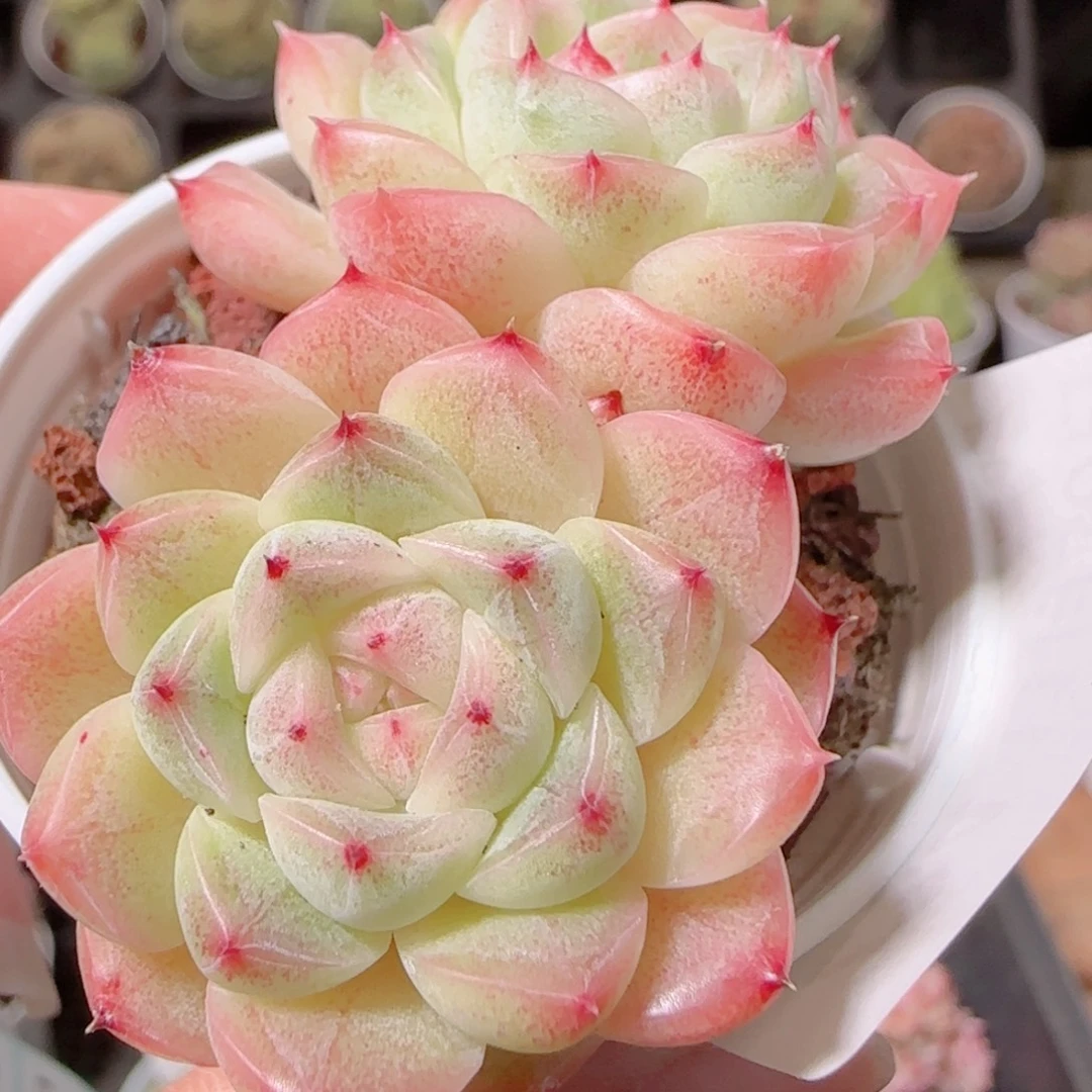 花语逸镜1130-234散