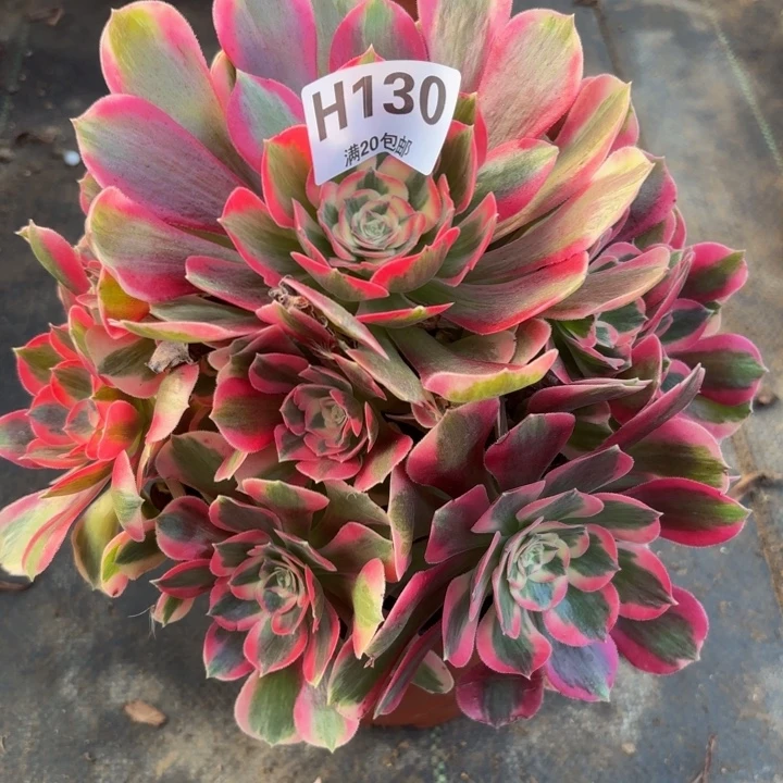 瑞妈多肉植物，130. 粉女郎