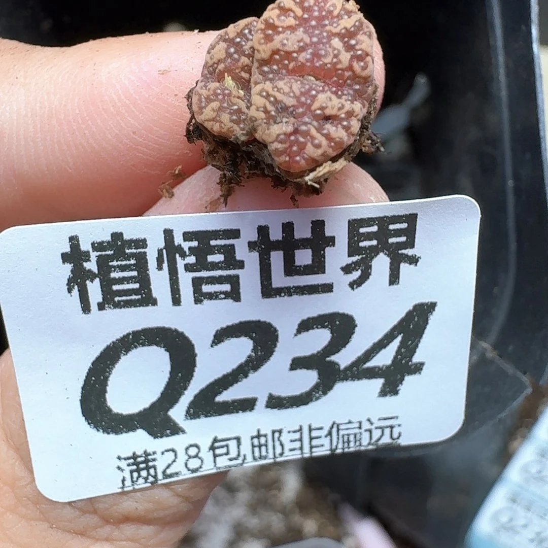 多肉植物的人生发发