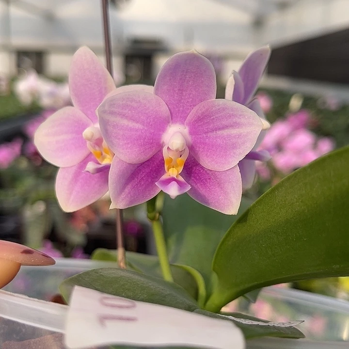 当前无花栽培后可以开花22e6  1071