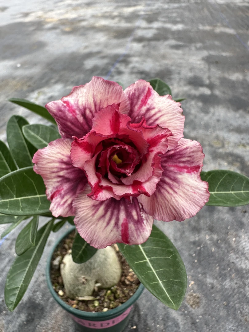 原生沙漠玫瑰精品花色