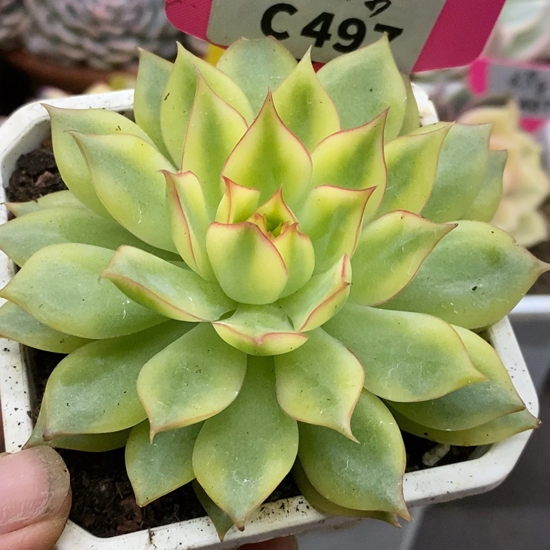 498宝莲灯哈哈哈哈