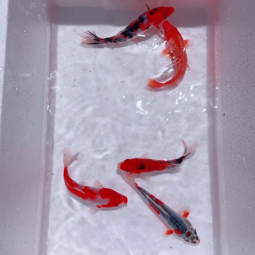 海水锦鲤观赏鱼精选
