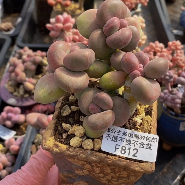 @****毛芒果奶7cm812多肉植物