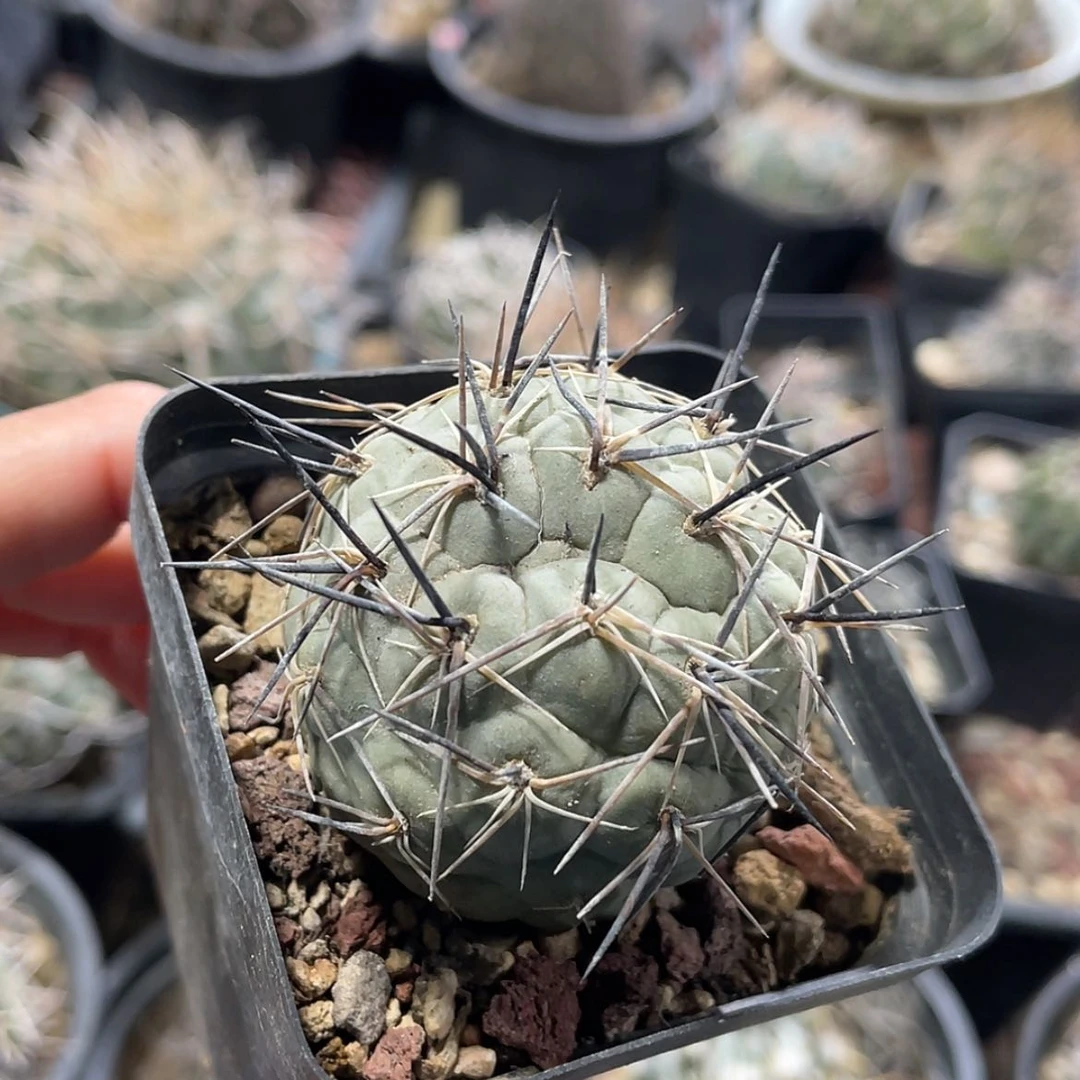 【闪购商品】习志野有根6666