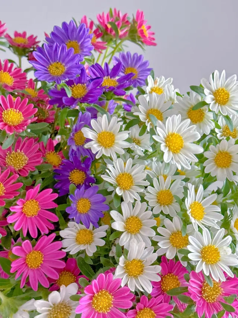 【花汀私享】迷你mini彩色小菊-小菊