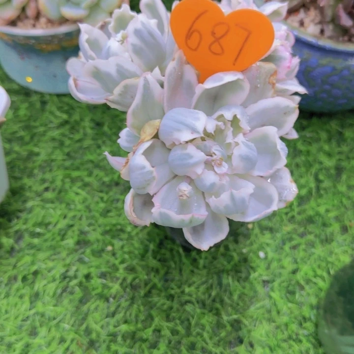 蘭***687多肉植物一物一拍