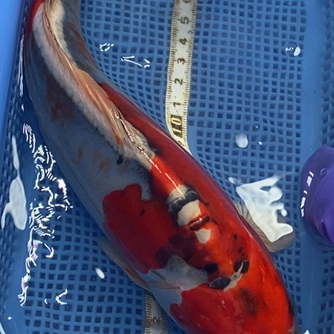 锦鲤冷水锦鲤包邮