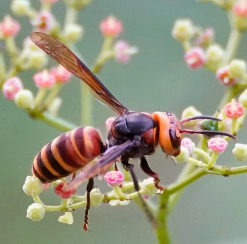 胡仔蜂水老蜂虎头蜂金环不活发