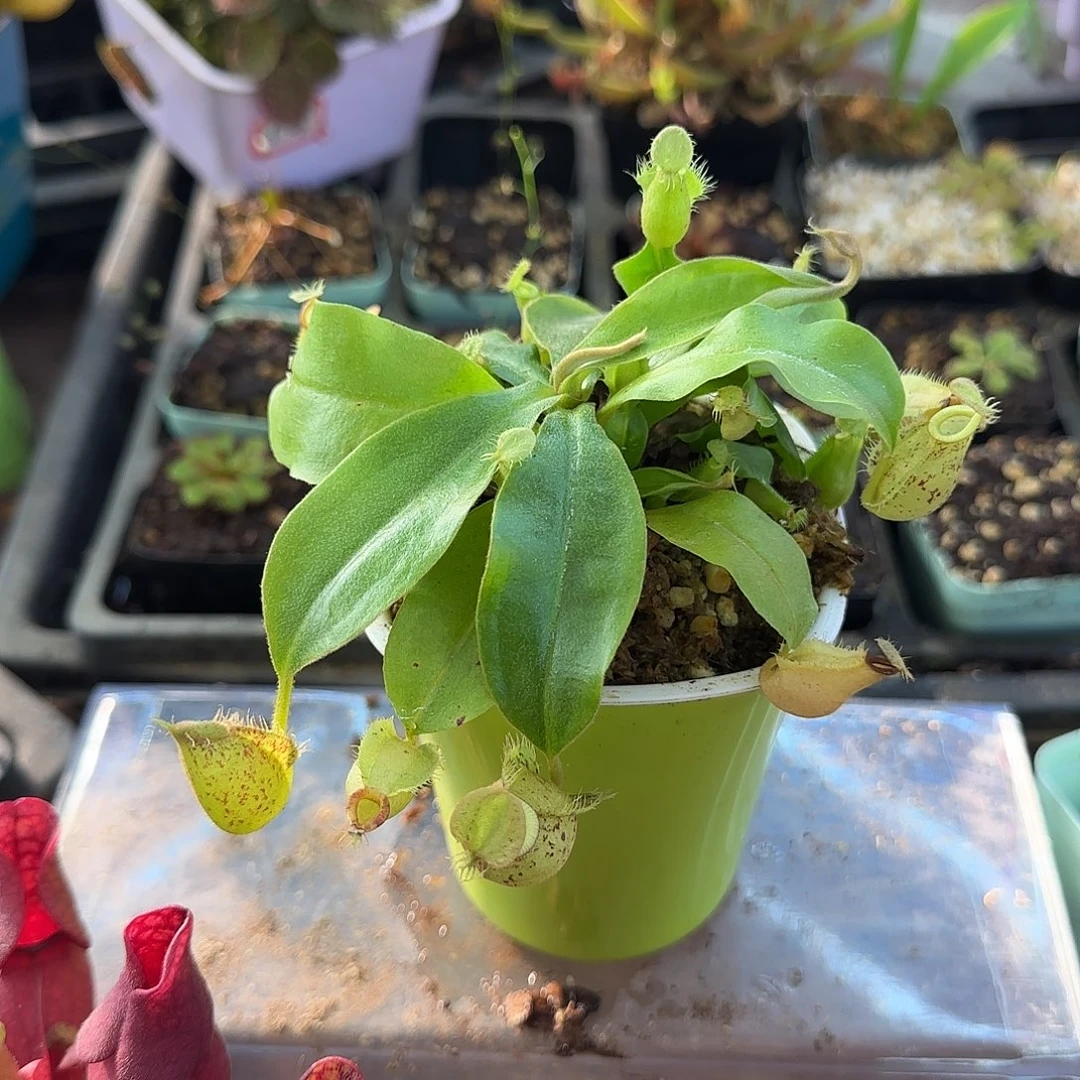 完全开放虎克猪笼草