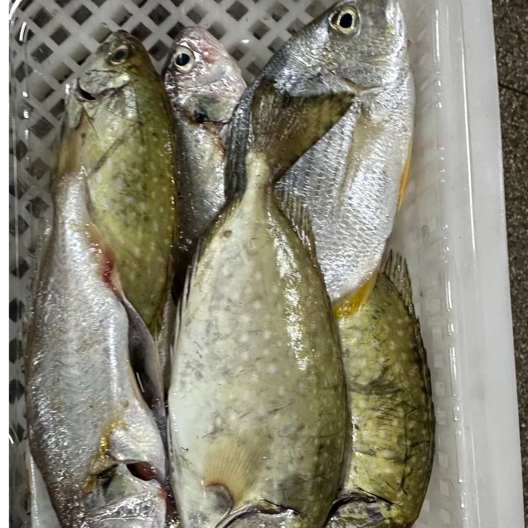 4盒新鲜速冻小杂海鱼 400克/盒(约5-8条） 顺丰包邮