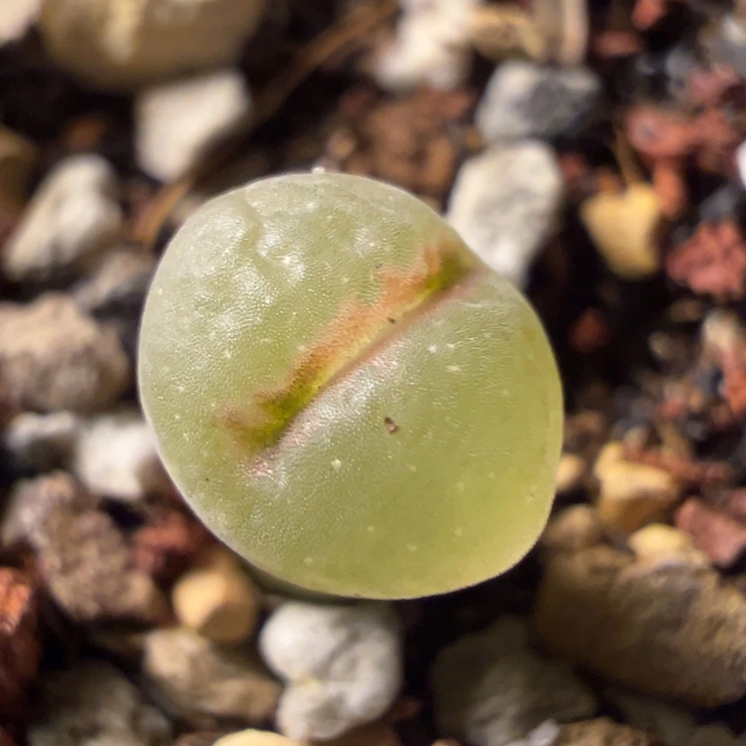 粉红女郎纽扣母本一物一拍