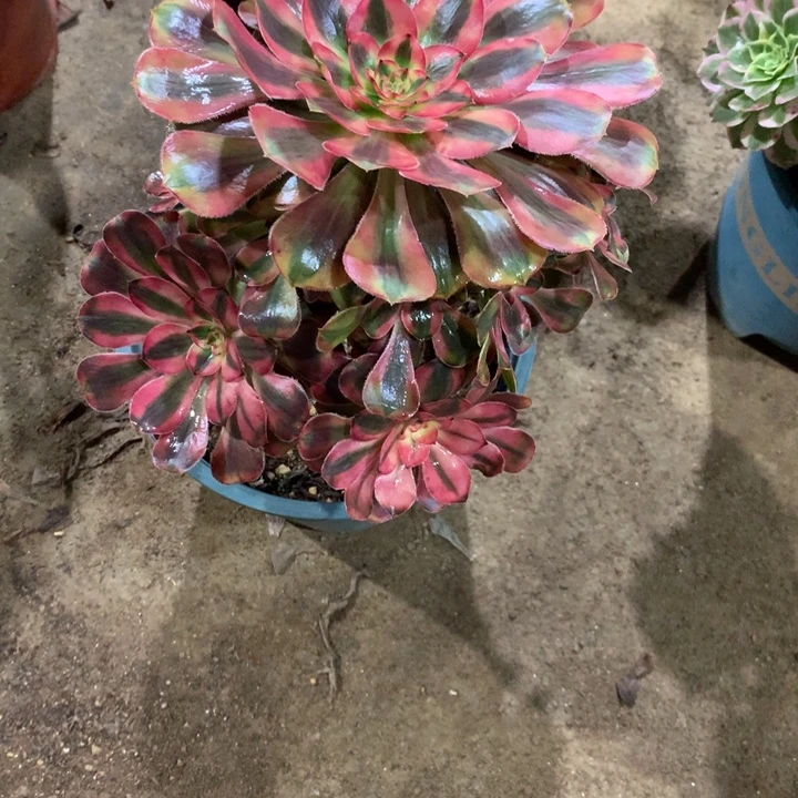 899初恋多肉植物特价