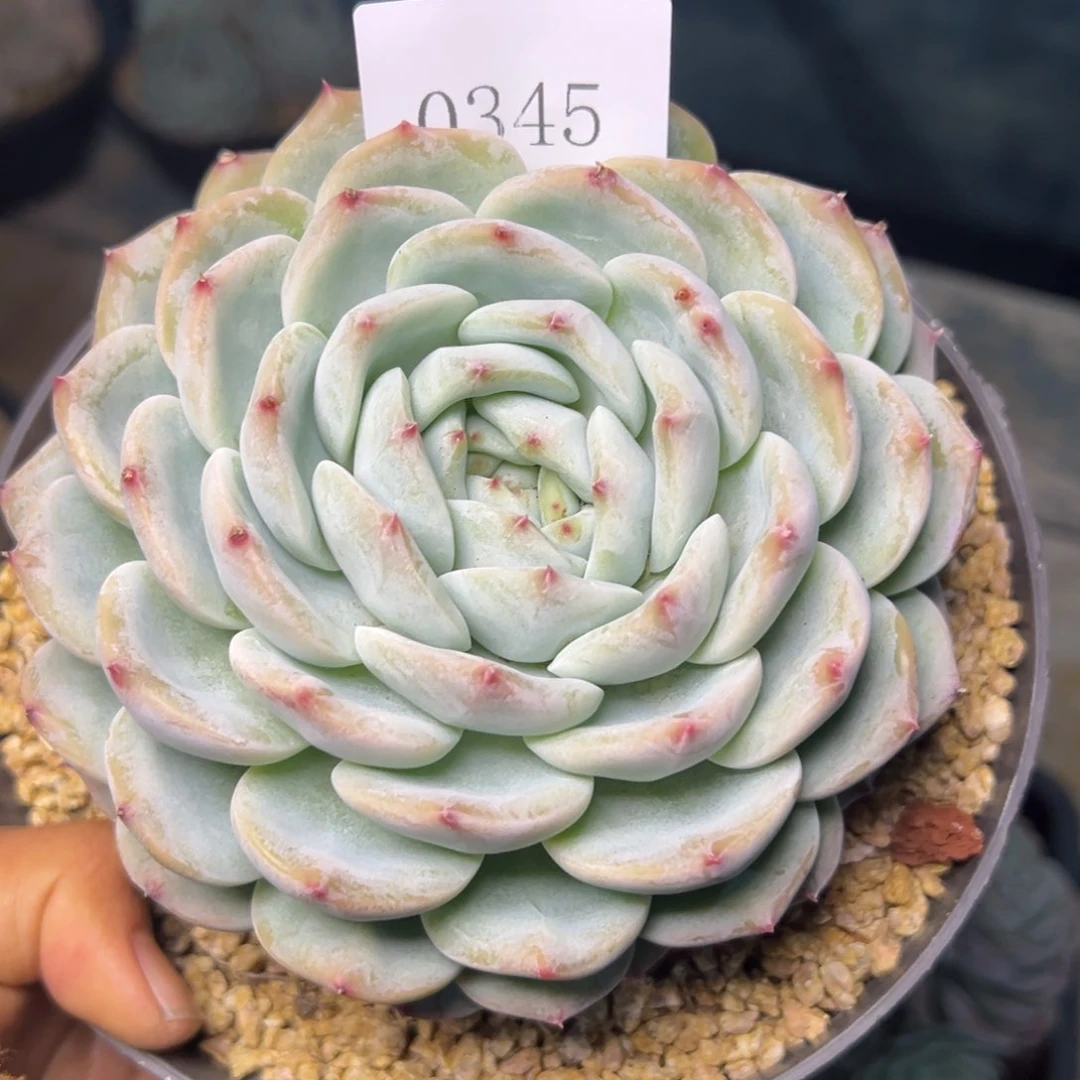 阿*里0345多肉多多多多