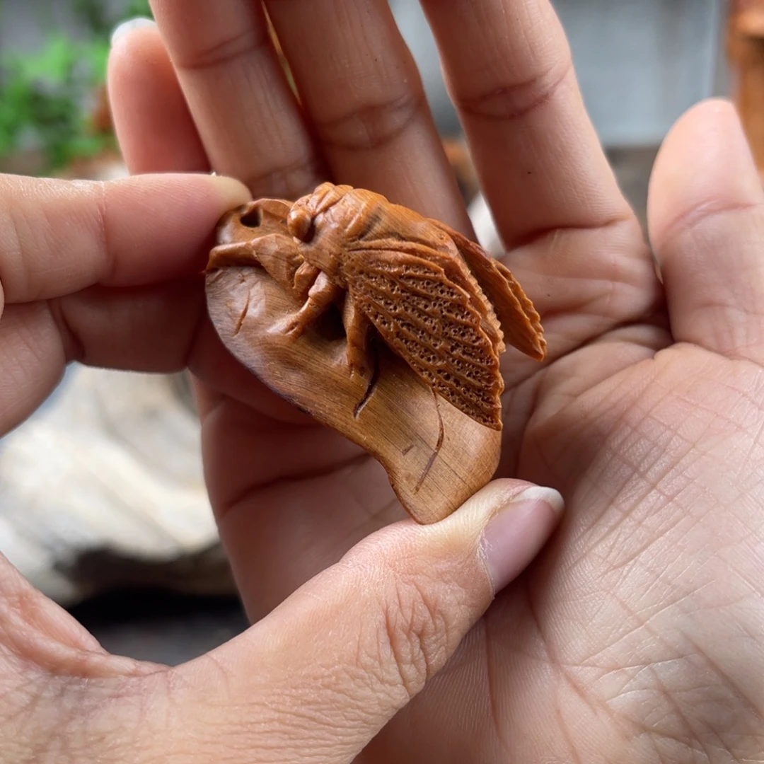 柏木（崖柏）崖柏太行山脉