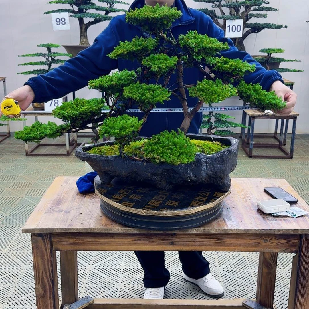 无花朵柏树造型盆景