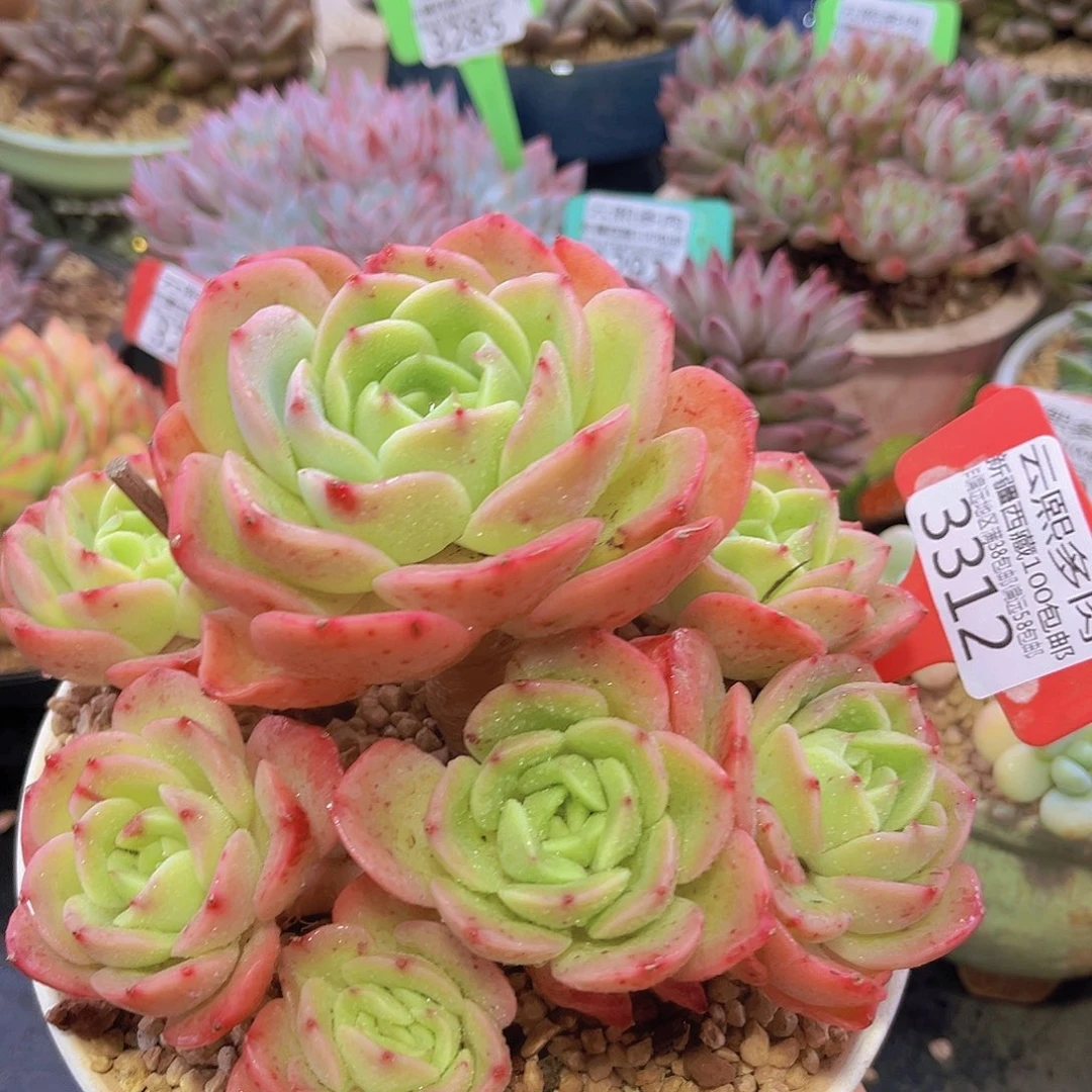 3312碧桃仙子多肉植物